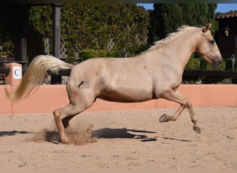 Lusitano, Merrie, 9 Jaar, 151 cm, Palomino