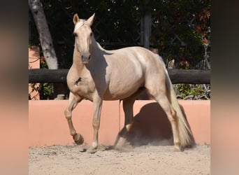 Lusitano, Merrie, 9 Jaar, 151 cm, Palomino