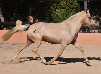 Lusitano, Merrie, 9 Jaar, 151 cm, Palomino