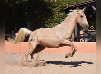 Lusitano, Merrie, 9 Jaar, 151 cm, Palomino