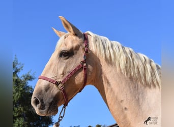 Lusitano, Merrie, 9 Jaar, 151 cm, Palomino