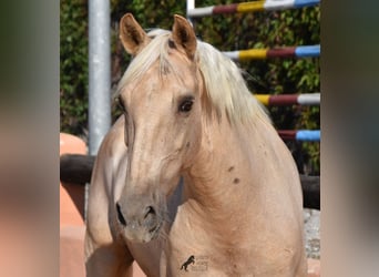 Lusitano, Merrie, 9 Jaar, 151 cm, Palomino