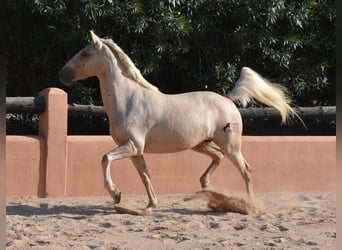 Lusitano, Merrie, 9 Jaar, 151 cm, Palomino