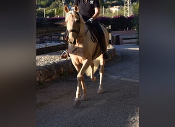 Lusitano, Merrie, 9 Jaar, 151 cm, Palomino