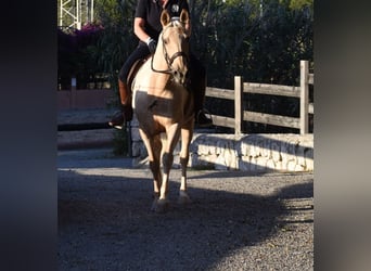 Lusitano, Merrie, 9 Jaar, 151 cm, Palomino