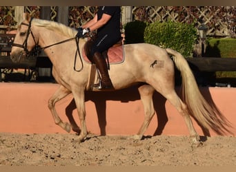 Lusitano, Merrie, 9 Jaar, 151 cm, Palomino