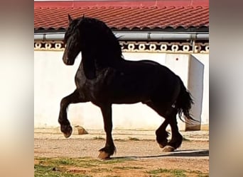 Lusitano, Merrie, 9 Jaar, 155 cm, Cremello