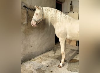 Lusitano, Merrie, 9 Jaar, 155 cm, Cremello