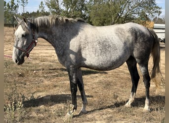 Lusitano, Merrie, 9 Jaar, 162 cm, Schimmel