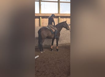 Lusitano, Merrie, 9 Jaar, 164 cm, Bruin