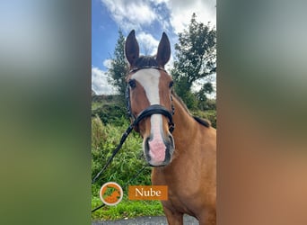 Lusitano, Merrie, 9 Jaar, 164 cm, Lichtbruin