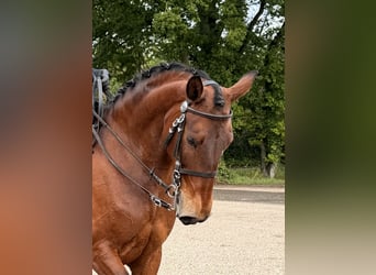 Lusitano, Merrie, 9 Jaar, 165 cm, Bruin