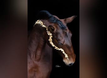 Lusitano, Merrie, 9 Jaar, 165 cm, Bruin
