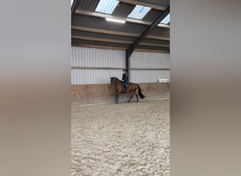 Lusitano, Merrie, 9 Jaar, 165 cm, Bruin