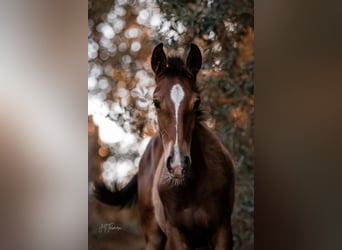 Lusitano, Merrie, veulen (02/2024), 158 cm, Bruin