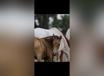 Lusitano, Merrie, veulen (01/2024), 160 cm, Buckskin