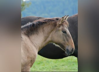 Lusitano, Merrie, , 160 cm, Falbe