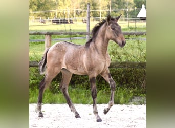 Lusitano, Merrie, veulen (05/2024), 160 cm, Falbe