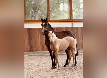 Lusitano, Merrie, Veulen (04/2025), 162 cm, Palomino