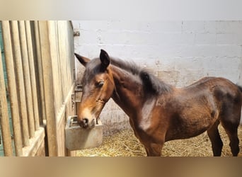 Lusitano, Merrie, Veulen (02/2026), 168 cm, Donkerbruin