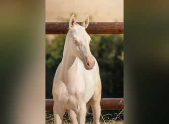 Lusitano, Merrie, Veulen (04/2026), Cremello