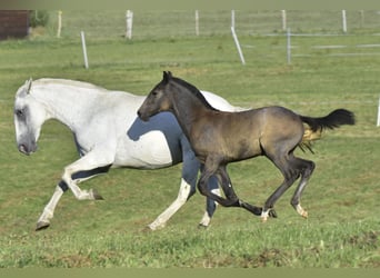 Lusitano, Merrie, veulen (01/2024), kan schimmel zijn