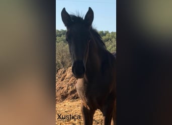 Lusitano, Merrie, Veulen (03/2026)