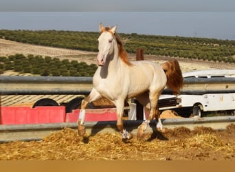 Lusitano, Ogier, 10 lat, 158 cm, Perlino