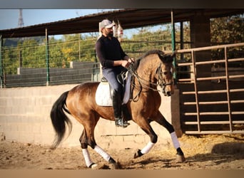 Lusitano, Ogier, 10 lat, 160 cm, Jelenia