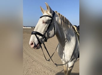 Lusitano, Ogier, 10 lat, 163 cm, Cremello