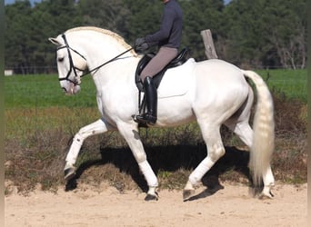 Lusitano, Ogier, 10 lat, 165 cm, Siwa