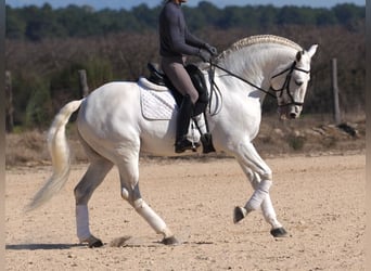 Lusitano, Ogier, 10 lat, 165 cm, Siwa