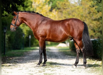 Lusitano, Ogier, 11 lat, 157 cm, Gniada