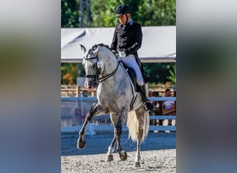 Lusitano, Ogier, 11 lat, 163 cm, Siwa jabłkowita