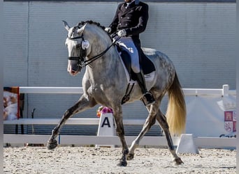 Lusitano, Ogier, 11 lat, 163 cm, Siwa