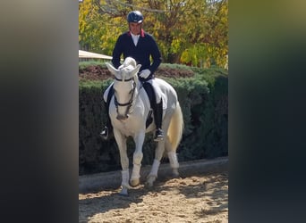 Lusitano, Ogier, 11 lat, 165 cm, Siwa