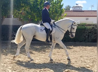 Lusitano, Ogier, 11 lat, 165 cm, Siwa