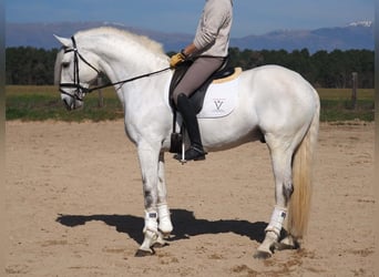 Lusitano, Ogier, 11 lat, 167 cm, Siwa