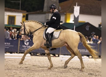 Lusitano, Ogier, 11 lat, 169 cm, Cremello