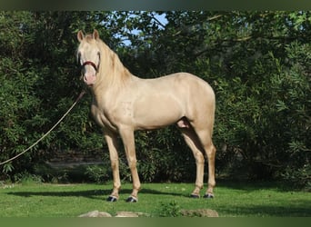 Lusitano, Ogier, 12 lat, 162 cm, Cremello