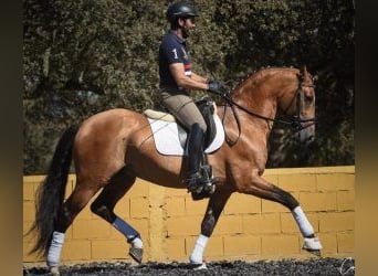 Lusitano Mix, Ogier, 12 lat, 163 cm, Tovero wszelkich maści