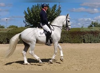 Lusitano, Ogier, 12 lat, 165 cm, Siwa