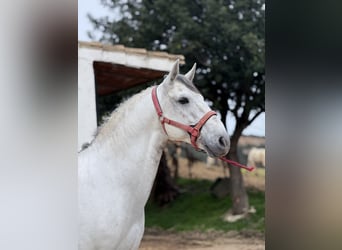 Lusitano, Ogier, 12 lat, 165 cm, Siwa