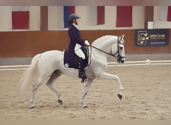 Lusitano, Ogier, 13 lat, 160 cm, Siwa