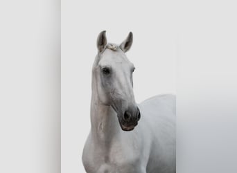 Lusitano, Ogier, 13 lat, 160 cm, Siwa