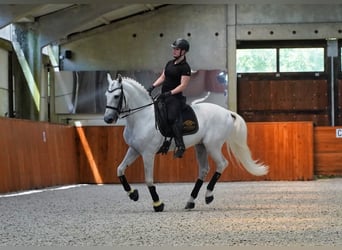 Lusitano, Ogier, 13 lat, 162 cm, Biała