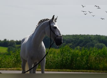 Lusitano, Ogier, 13 lat, 162 cm, Biała