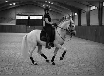 Lusitano, Ogier, 13 lat, 162 cm, Biała