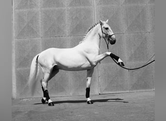 Lusitano, Ogier, 13 lat, 162 cm, Biała