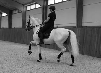 Lusitano, Ogier, 13 lat, 162 cm, Biała